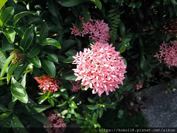 110.9.1 東山濕地生態教學公園-仙丹花.JPG