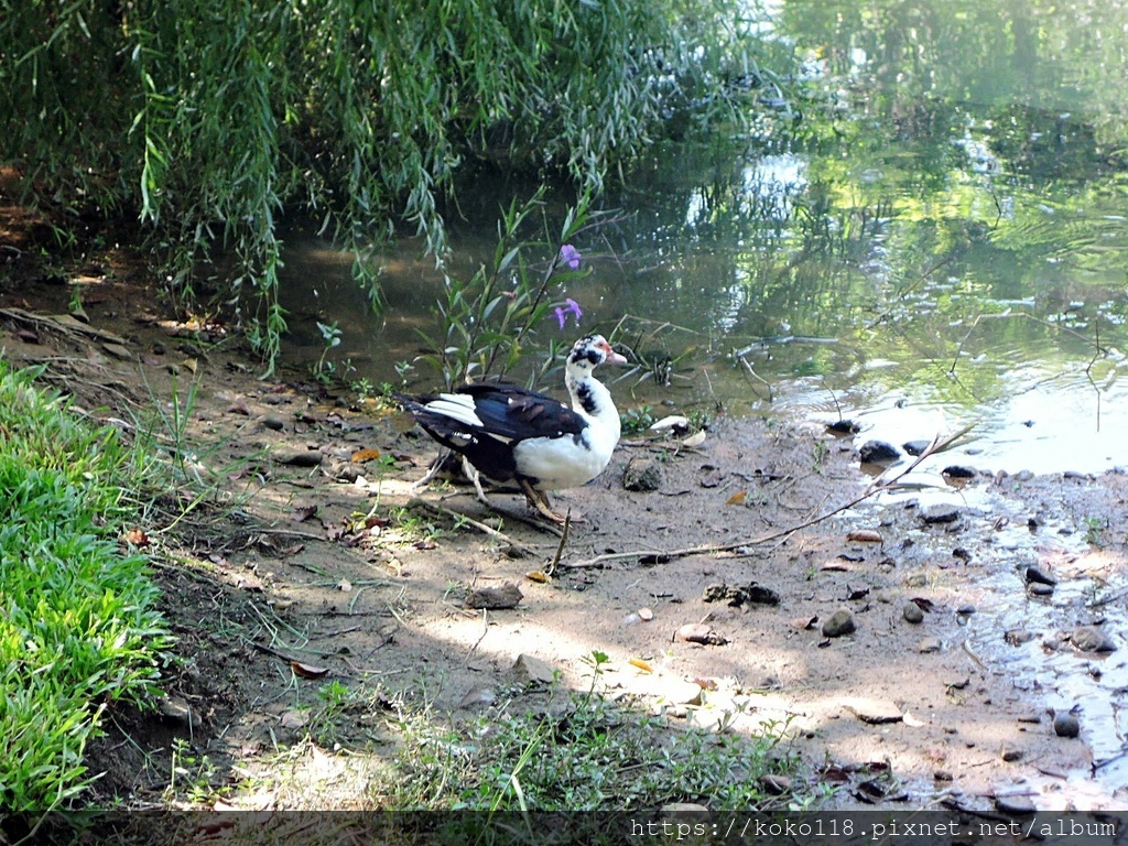 110.9.4 新竹公園-鴨.JPG