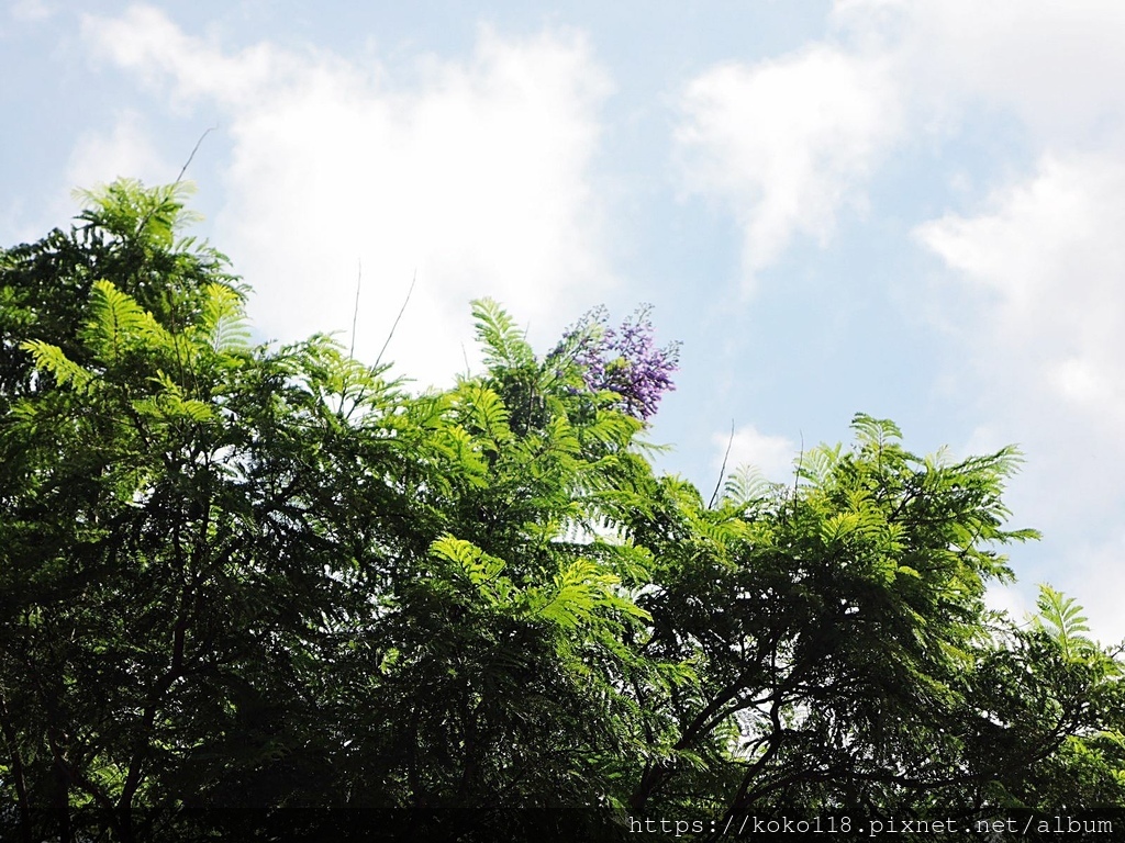 110.9.4 新竹公園-藍花楹.JPG