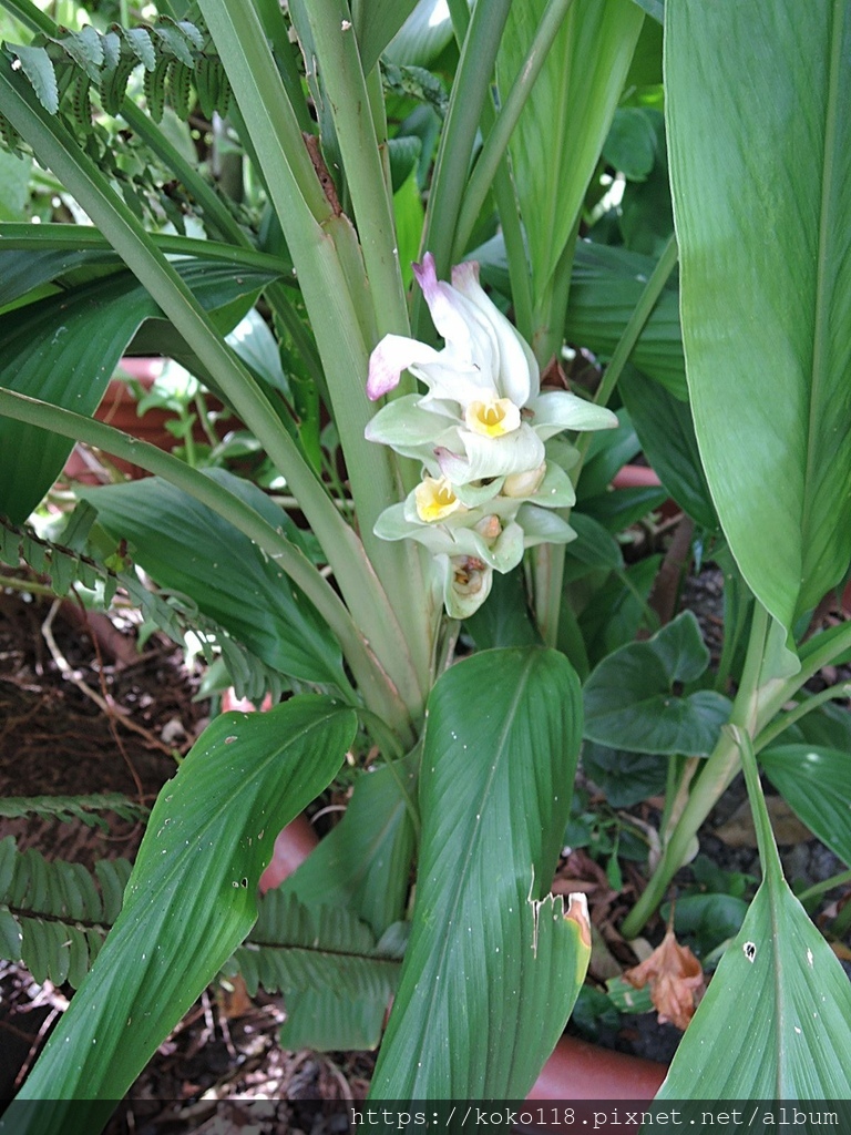 110.9.11 東山濕地生態教學公園外-薑黃.JPG