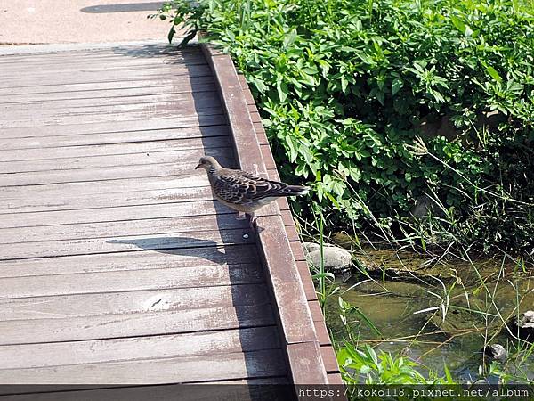 110.10.3 新竹公園-金背鳩.JPG