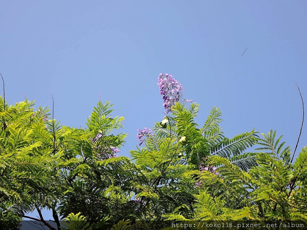 110.10.3 新竹公園-藍花楹2.JPG