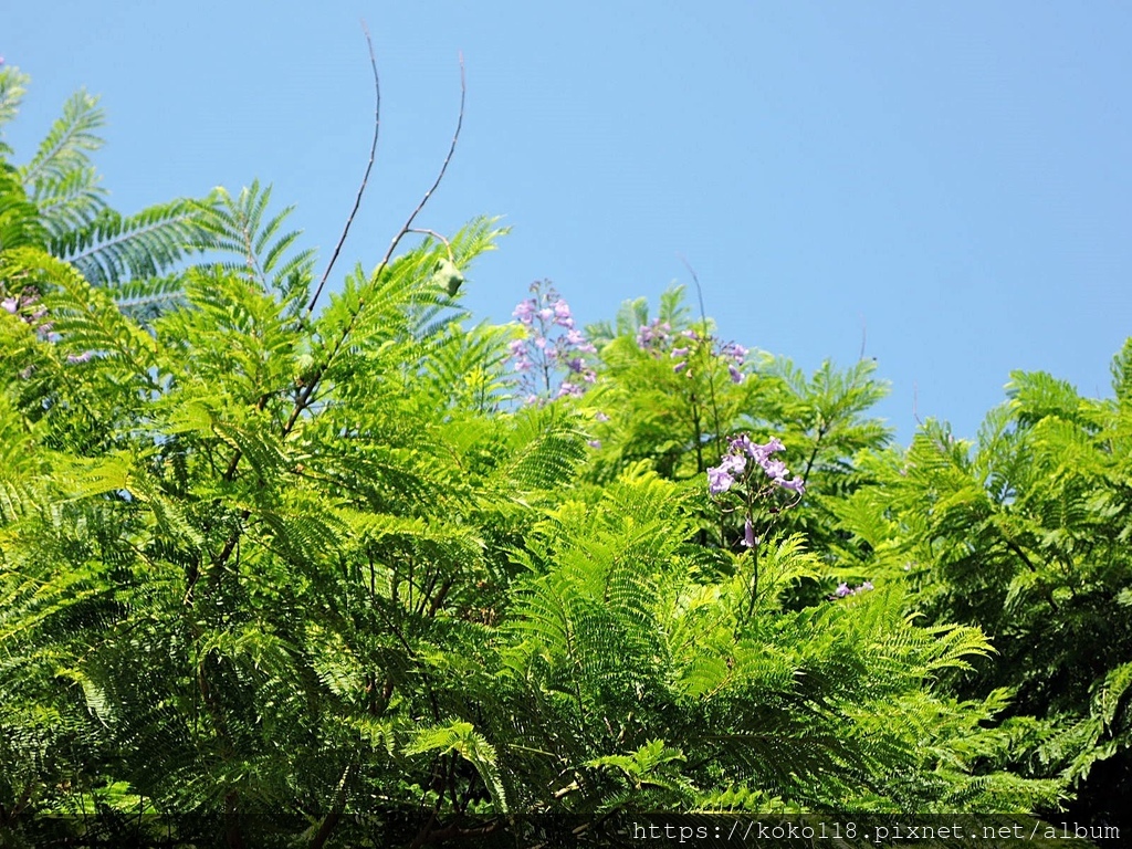 110.10.3 新竹公園-藍花楹4.JPG