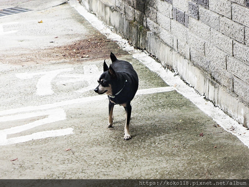 110.10.13 東山濕地生態教學公園-狗.JPG