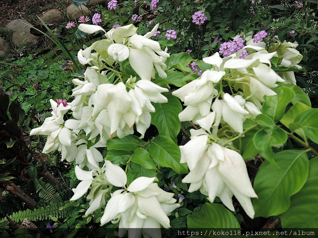 110.10.13 東山濕地生態教學公園-雪萼花(白紙扇).JPG