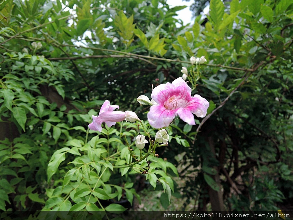 110.10.13 東山濕地生態教學公園-紫芸藤.JPG