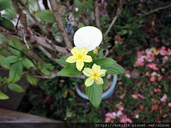 110.10.13 東山濕地生態教學公園-黃萼花.JPG