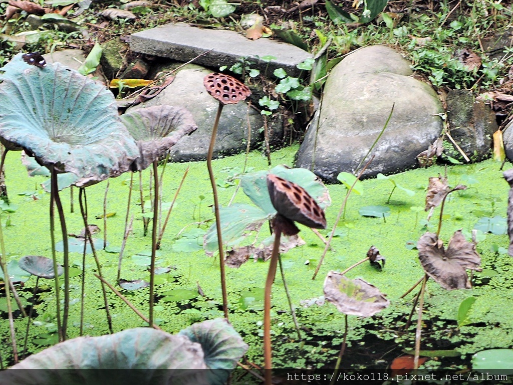 110.10.13 東山濕地生態教學公園-蓮蓬.JPG