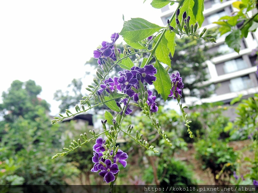 110.10.13 東山濕地生態教學公園-蕾絲金露花.JPG