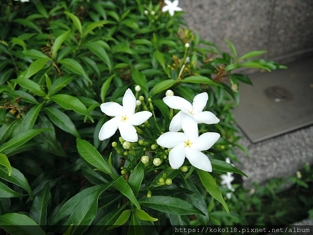 110.10.17 新竹公園旁-珍珠馬蹄花(珍珠山馬茶).JPG