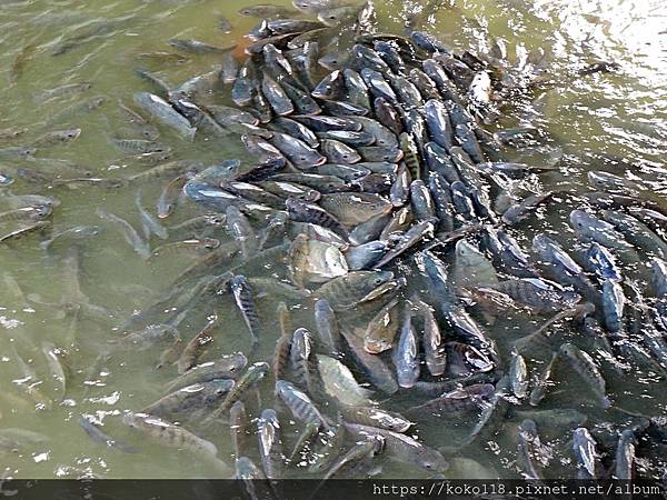 110.10.17 新竹公園-魚1.JPG