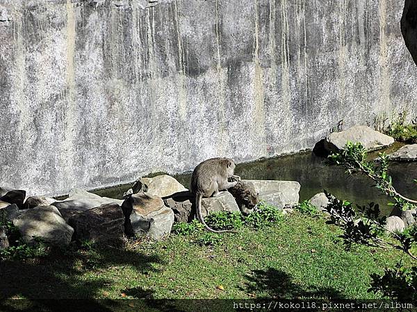 110.10.17 新竹動物園-馬來猴.JPG