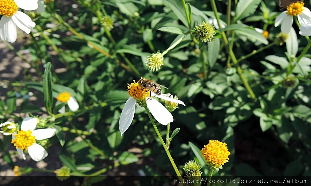 110.11.7 新竹公園-食蚜蠅.JPG