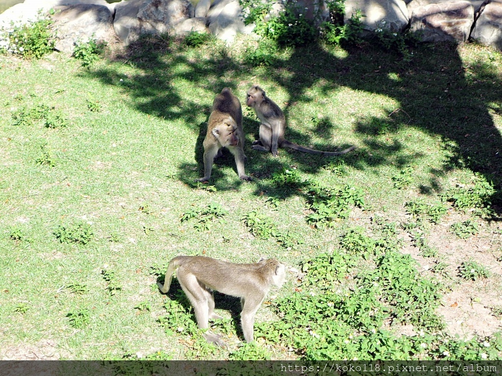 110.11.7 新竹動物園-馬來猴2.JPG