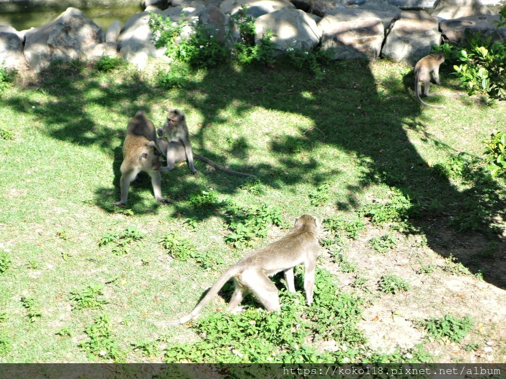 110.11.7 新竹動物園-馬來猴4.JPG