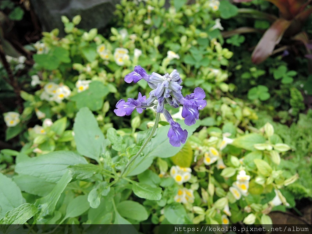 110.11.9 東山濕地生態教學公園-粉萼鼠尾草.JPG