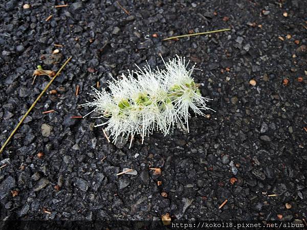 110.11.13 陽明交通大學博愛校區-白千層(花).JPG