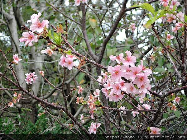 110.11.17 新竹公園-河津櫻5.JPG