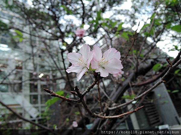 110.11.27 新竹公園-河津櫻.JPG