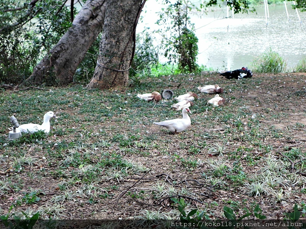 110.11.27 新竹公園-鴨子.JPG