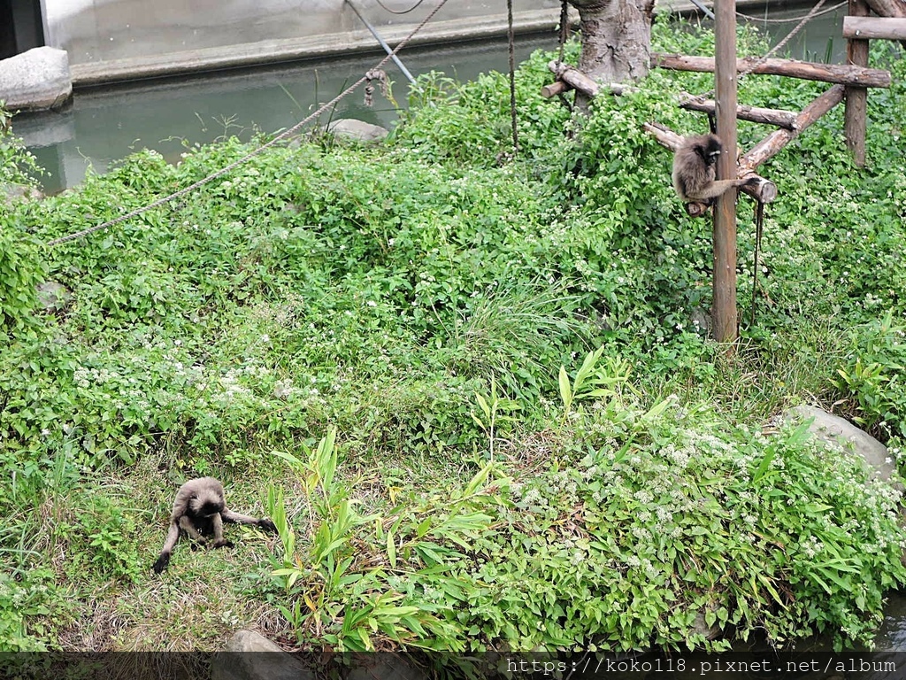 110.11.27 新竹動物園-灰長臂猿2.JPG