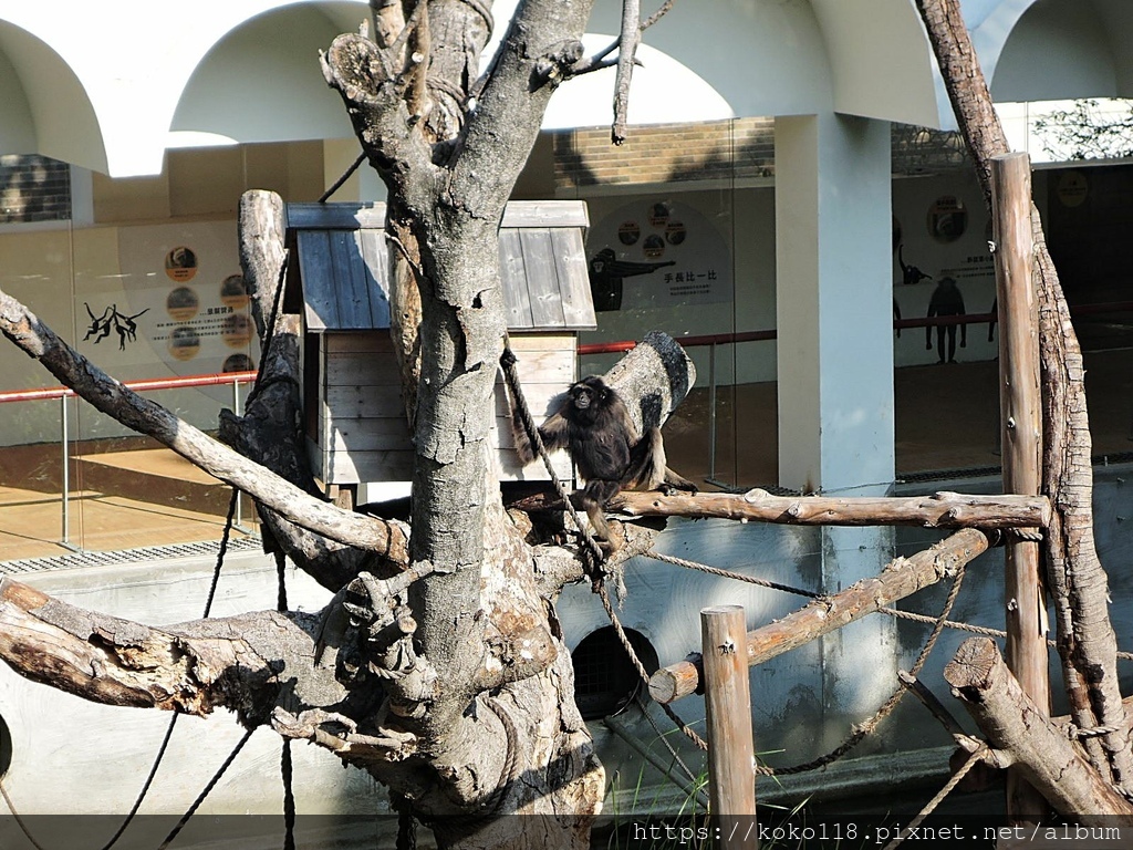 110.12.5 新竹動物園-灰長臂猿3.JPG