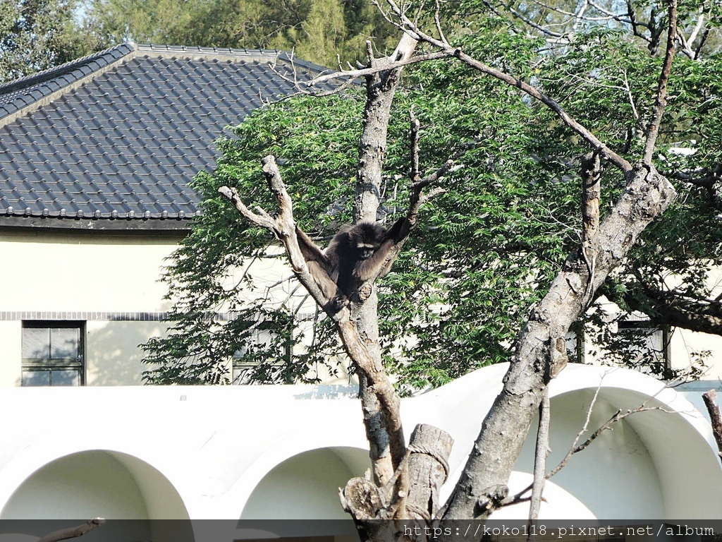 110.12.5 新竹動物園-灰長臂猿2.JPG