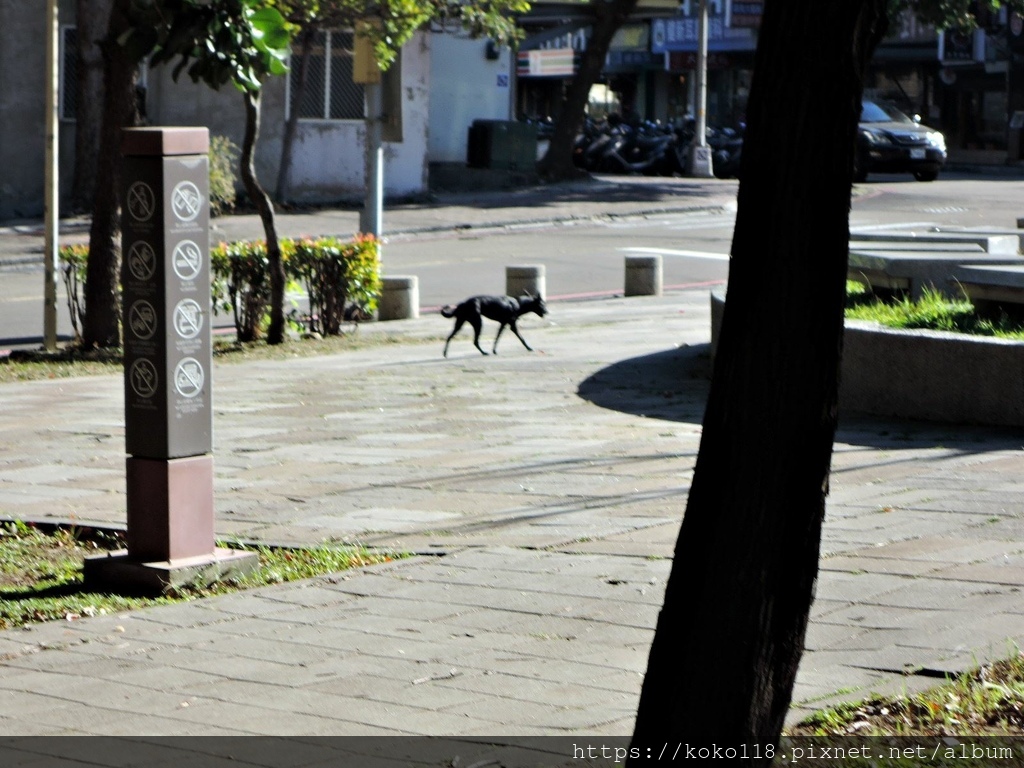 110.12.8 赤土崎公園-差點被車撞的黑狗.JPG