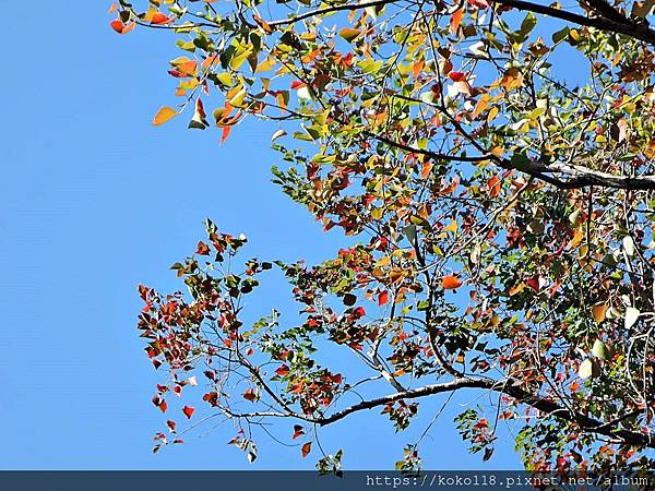 110.12.8 赤土崎公園-烏桕1.JPG