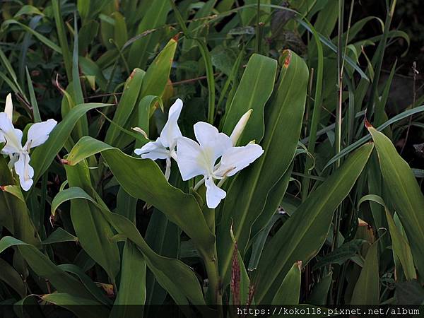 110.12.8 綠園道食物森林-野薑花.JPG