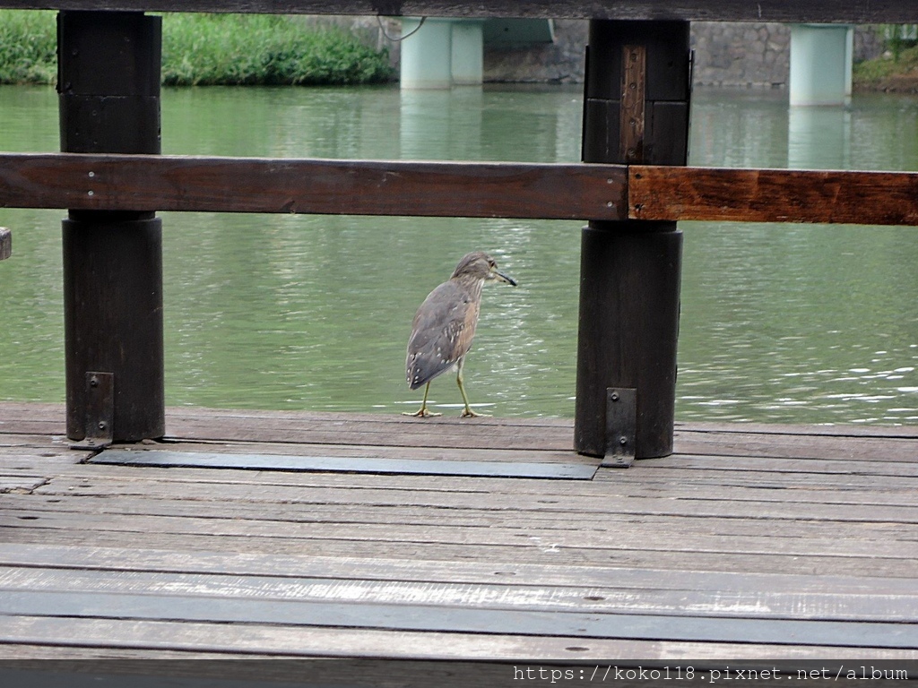 110.12.11 新竹公園-夜鷺(亞成鳥).JPG