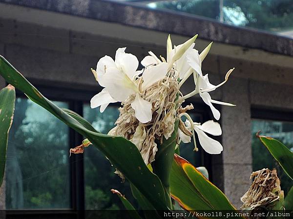 110.12.11 新竹公園-昆蟲館-野薑花1.JPG