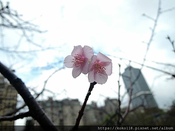 110.12.11 新竹公園-河津櫻1.JPG