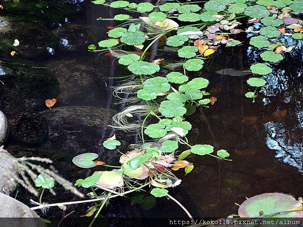 110.12.11 新竹公園-昆蟲館-銅錢草3.JPG