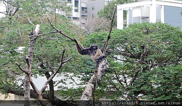 110.12.11 新竹動物園-灰長臂猿1.JPG