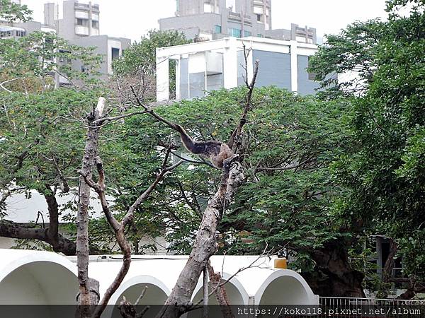 110.12.11 新竹動物園-灰長臂猿.JPG