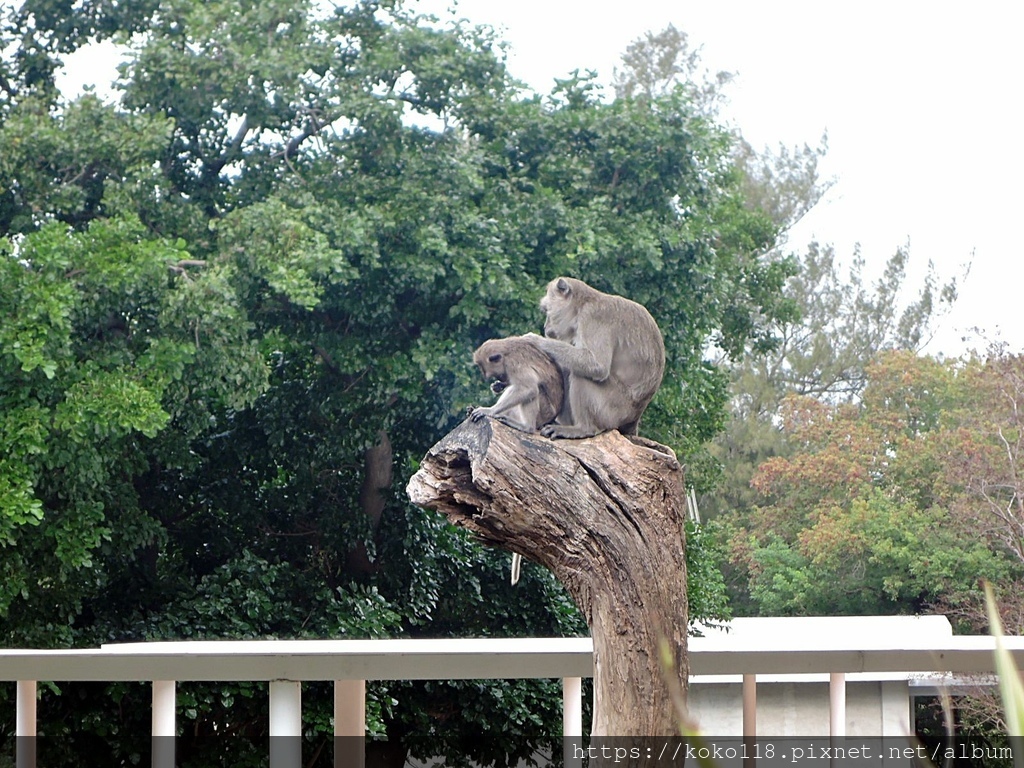 110.12.11 新竹動物園-馬來猴.JPG