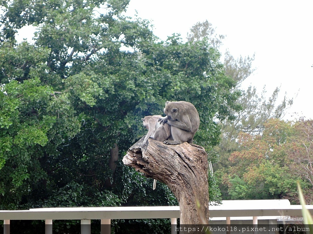 110.12.11 新竹動物園-馬來猴3.JPG