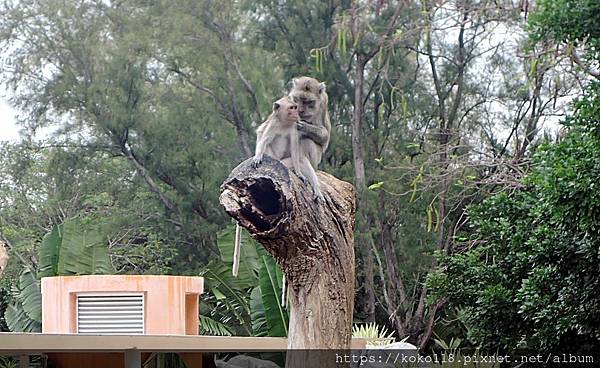 110.12.11 新竹動物園-馬來猴6.JPG