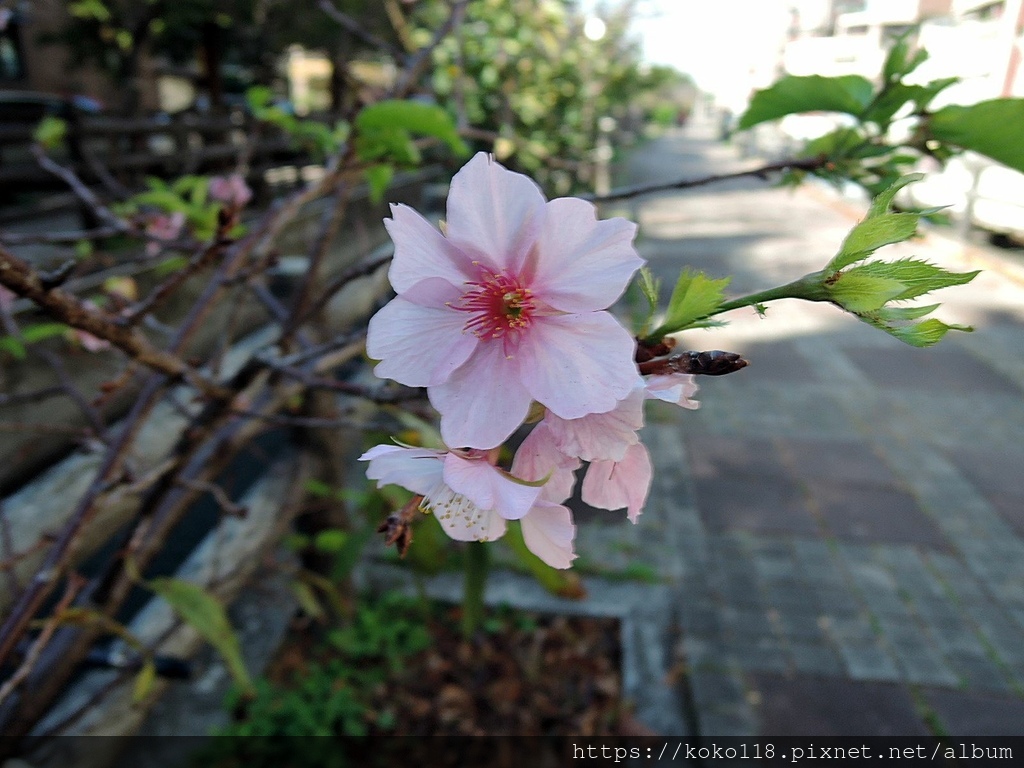 110.12.15 東山濕地生態教學公園外-河津櫻.JPG