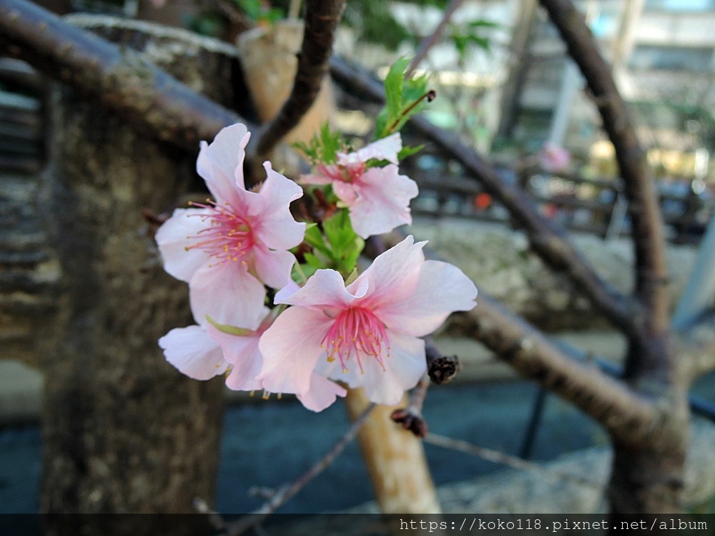 110.12.15 東山濕地生態教學公園外-河津櫻1.JPG