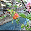 110.12.15 東山濕地生態教學公園外-櫻花果1.JPG