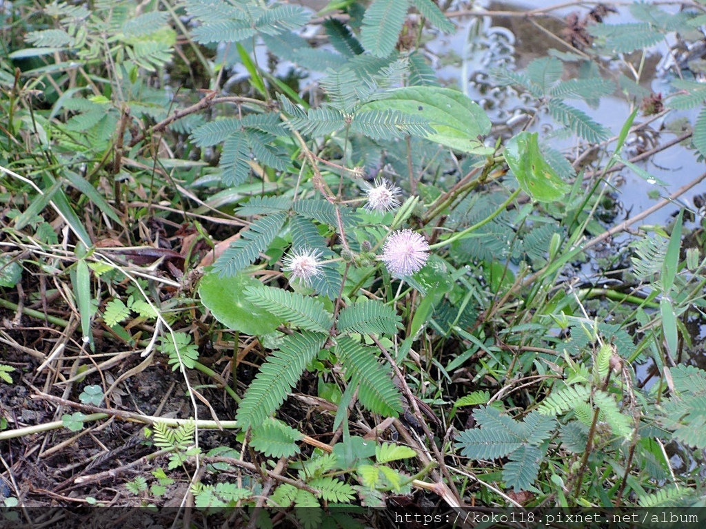 110.12.15 東山濕地生態教學公園-含羞草.JPG