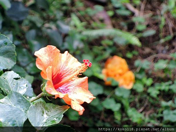 110.12.29 東山濕地生態教學公園-朱槿3.JPG