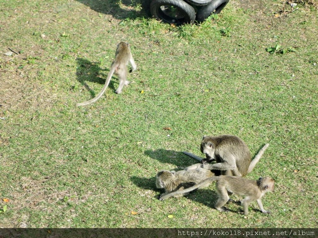 111.1.9 新竹動物園-馬來猴4.JPG