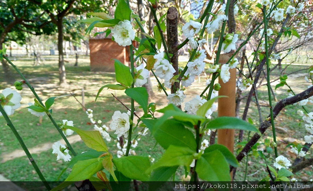 111.1.14 新竹公園-梅花.jpg