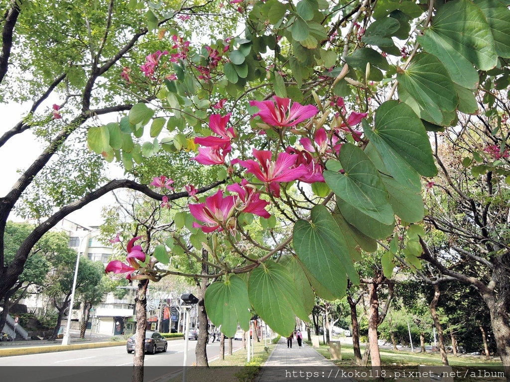 111.1.16 赤土崎公園-艷紫荊1.JPG