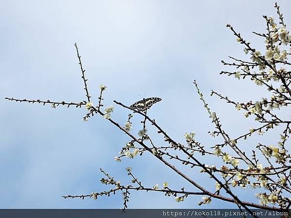 111.1.16 清華大學梅園-梅花,無尾鳳蝶.JPG