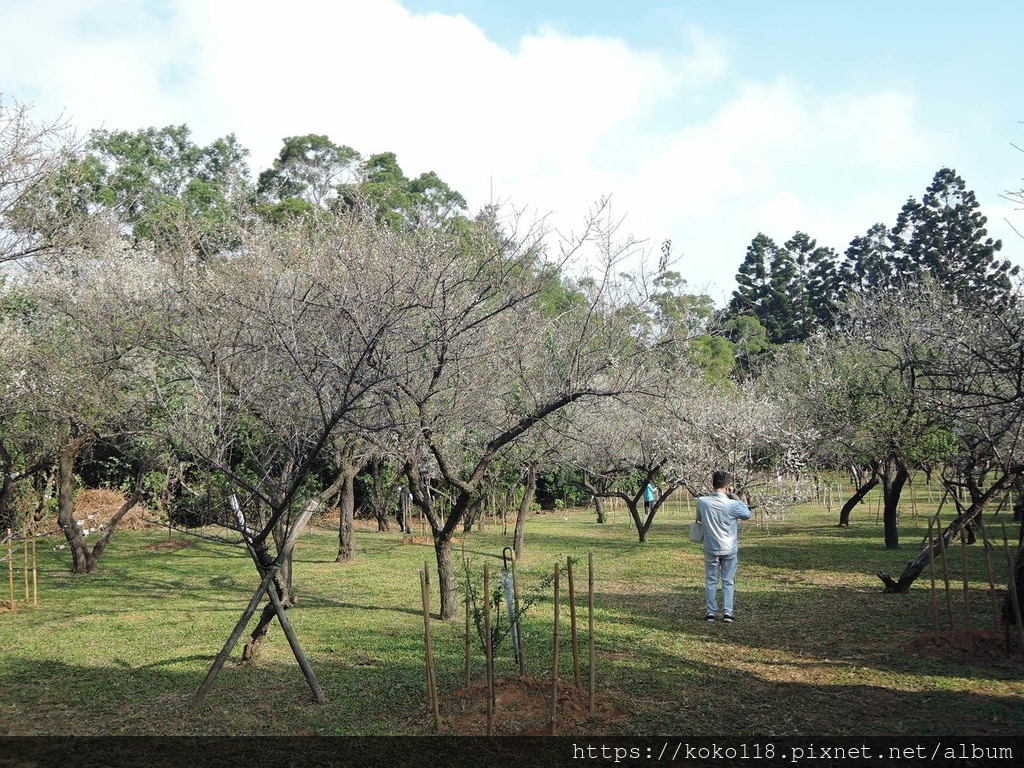 111.1.16 清華大學梅園-梅花29.JPG