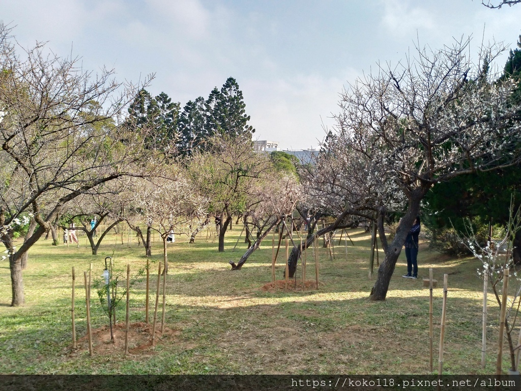 111.1.16 清華大學梅園-梅花56.jpg